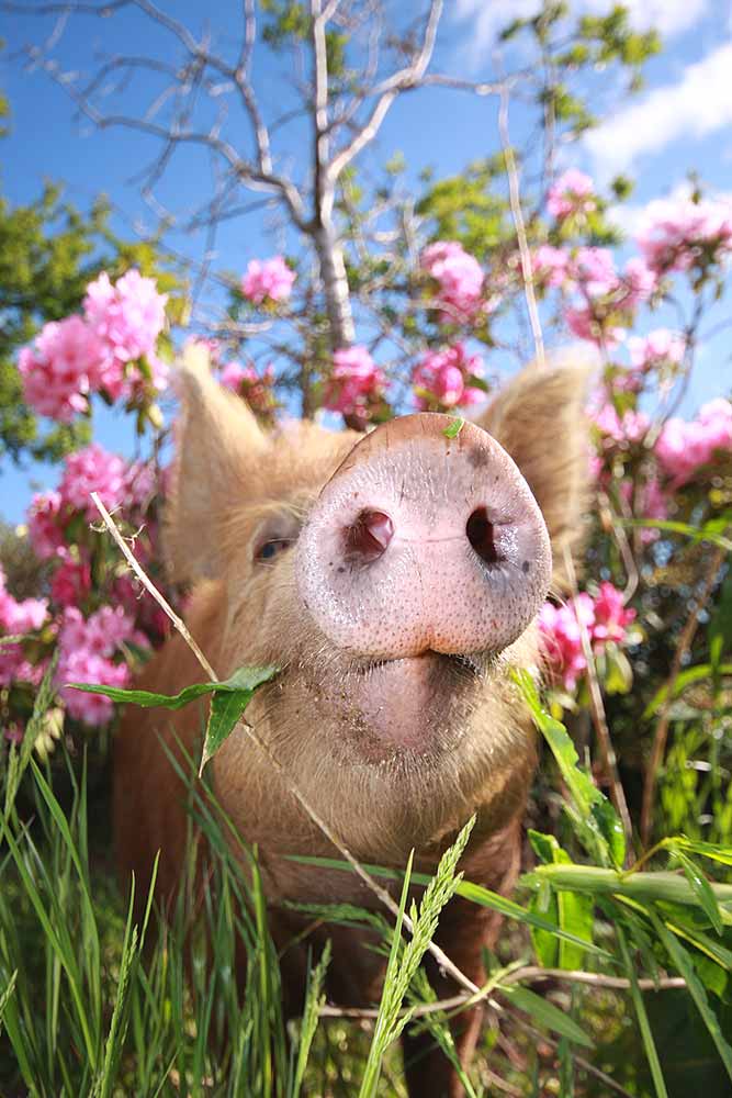 a pig among flowers